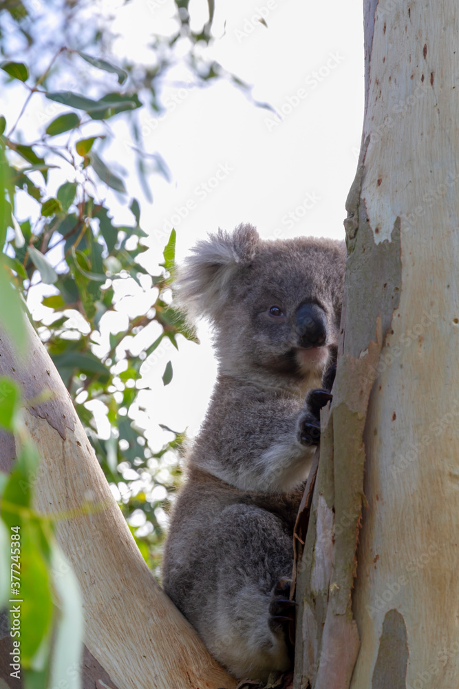 Fototapeta premium An Australian Koala Bear marsupial in a Eucalyptus tree with an eye infected with Chlamydia which is common amongst the tree dwellers. 