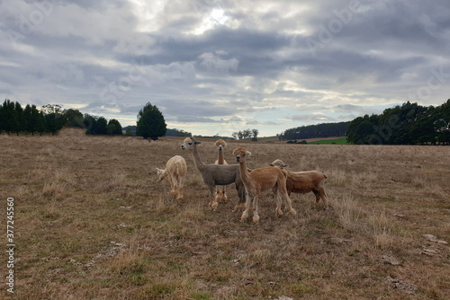 Fototapeta Naklejka Na Ścianę i Meble -  A group of young alpacas in a field