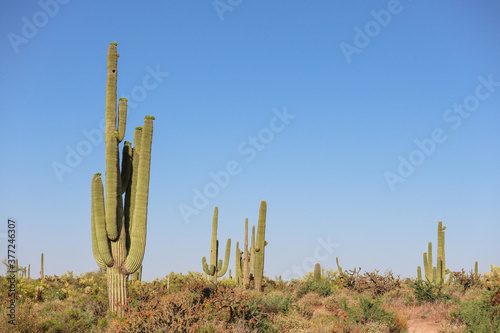 Saguaros In The Sun In Scottsdale Arizona