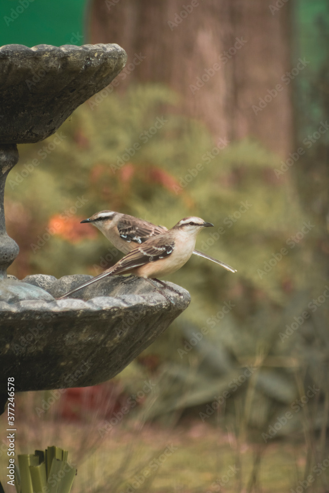 Fototapeta premium Bird on a fountain #46