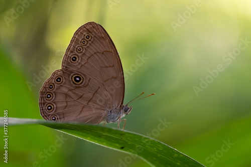 Appalachian brown or Appalachian eyed brown (Lethe appalachia) delicately perched on a cane leaf. Raleigh, North Carolina. photo