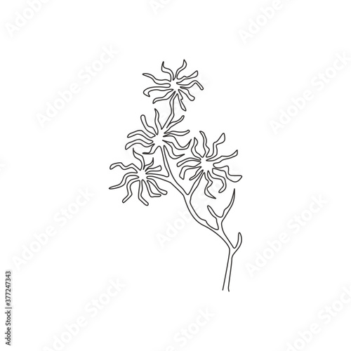 One continuous line drawing beauty fresh witch hazels for home art wall decor poster print. Decorative deciduous shrubs plant concept for invitation card. Single line draw design vector illustration