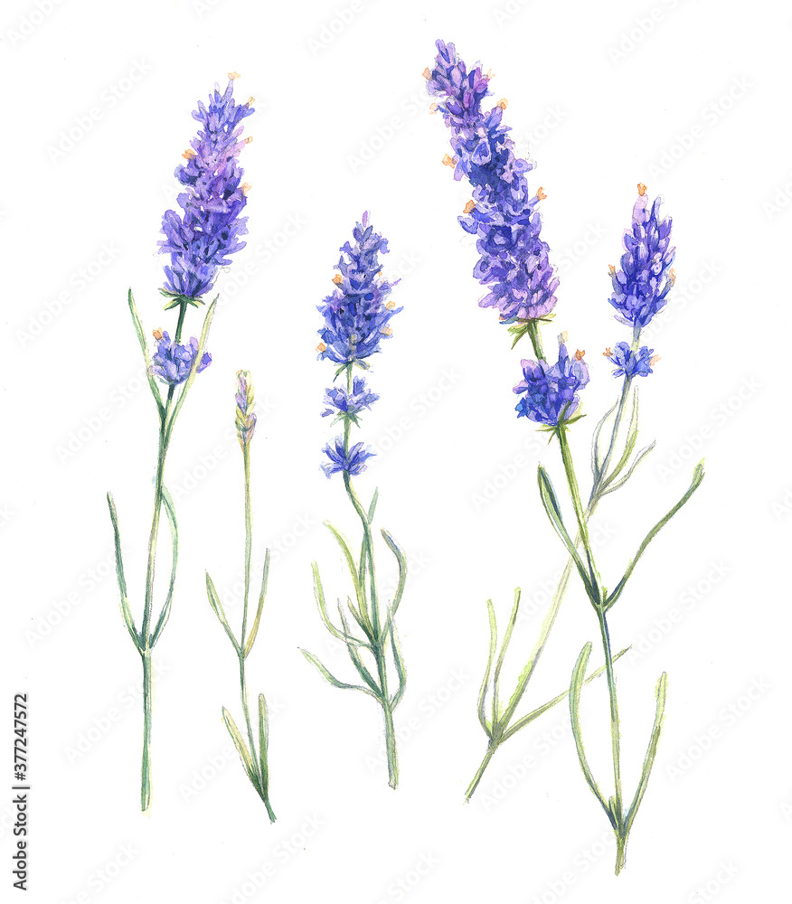 Watercolor illustration of lavender flowers on white background