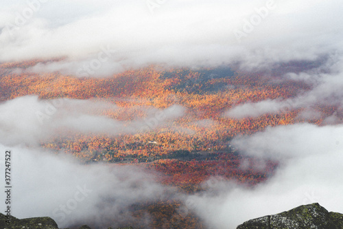 Fall Forrest through the clouds