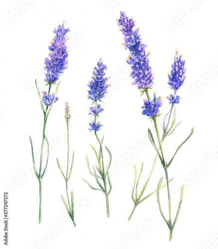 Watercolor illustration of lavender flowers on white background