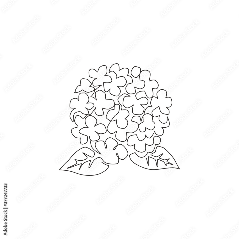 Single continuous line drawing beauty fresh hortensia for home wall decor art poster print. Decorative hydrangea flower concept for floral card frame. Modern one line draw design vector illustration Single continuous line drawing beauty fresh hortensia for home wall decor art poster print. Decorative hydrangea flower concept for floral card frame. Modern one line draw design vector illustration