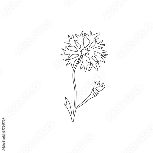 One continuous line drawing of beauty fresh centaurea cyanus for home decor wall art poster print. Decorative cornflower concept for invitation card. Trendy single line draw design vector illustration