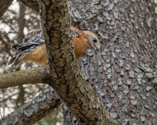 Cooper hawk on the lookout