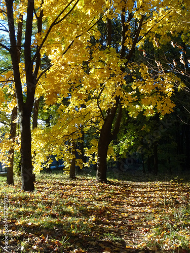 autumn in the park