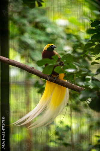 The Greater Bird-of-paradise or Paradisaea apoda stands on a branch in a cage at the zoo. Green tree and leaf background And has beautiful bokeh. photo