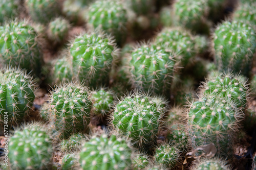 Close-up of many small cacti.