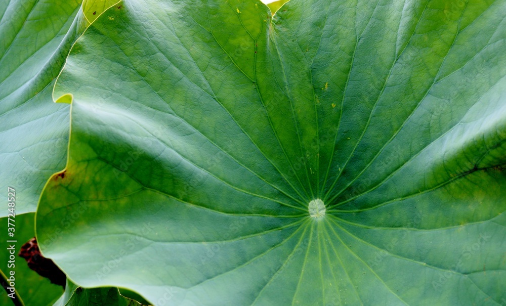 ハスの葉 池 夏 田舎 ハスの葉 池 夏 田舎