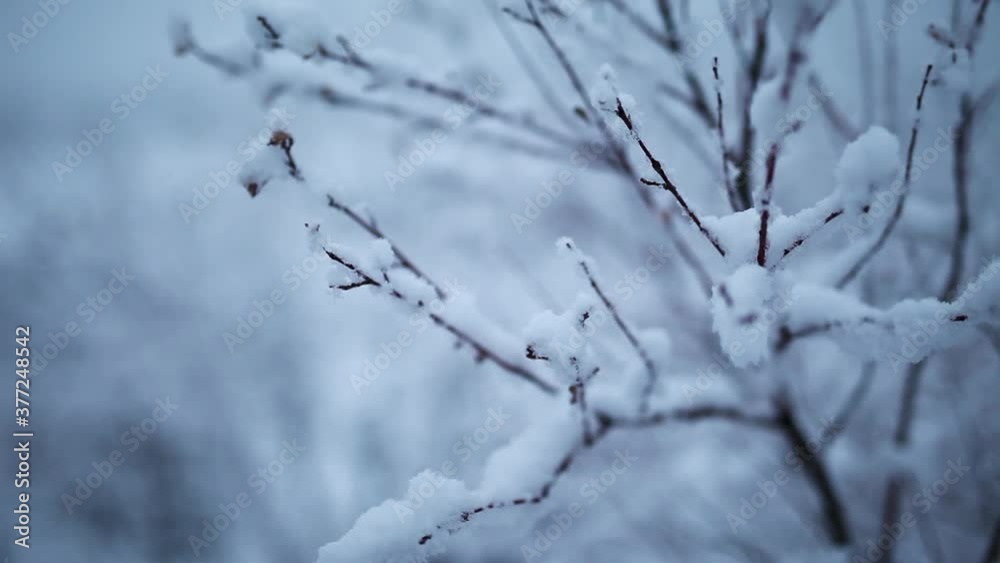 Close up snowy branch, winter landscape, Spain, traveling shot Close up snowy branch, winter landscape, Spain, traveling shot