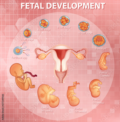 Stages human embryonic development