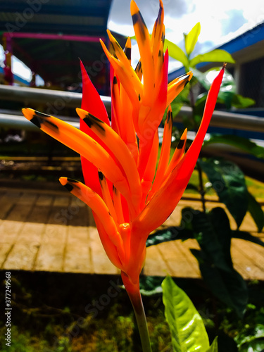 red and yellow flower