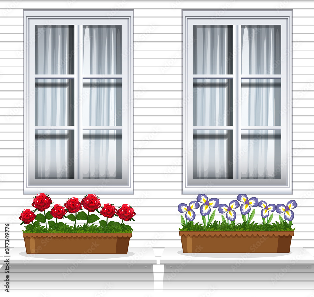 Flower plants near window Flower plants near window