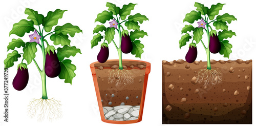 Set of eggplant plant with roots isolated on white background