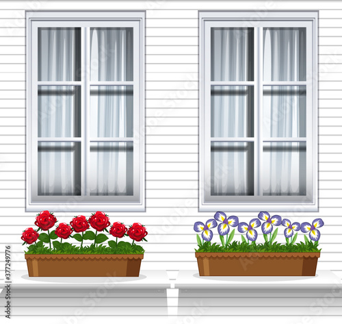 Flower plants near window