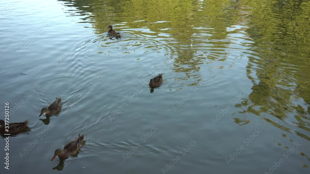 several ducks quickly swim on the lake forming circles on the water
