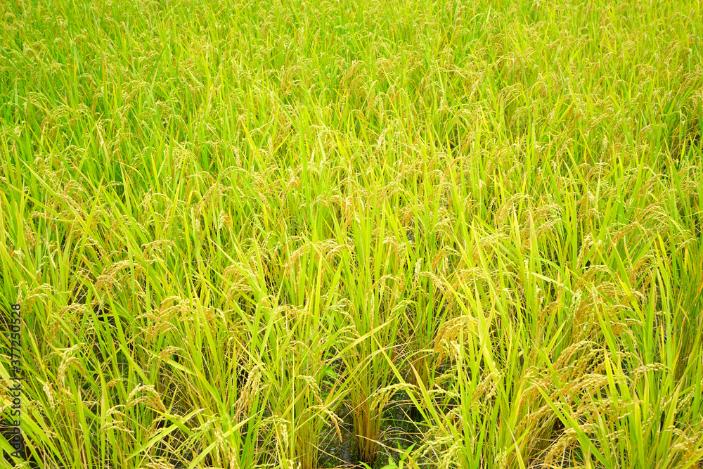 Rice field at Niigata Pref., Japan Stock Photo | Adobe Stock