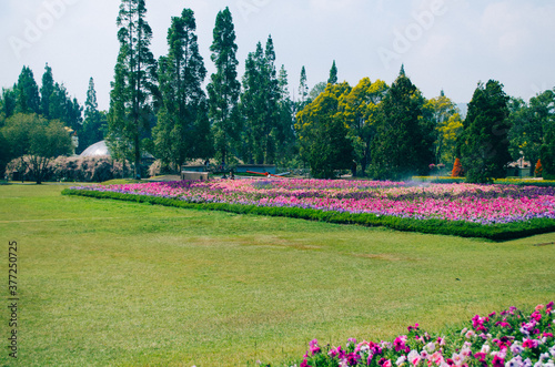 Bogor, Indonesia - A view of the flower themed park Taman Bunga Nusantara in a cloudy afternoon with a view to a field of pink to purple flowers from a distance. photo