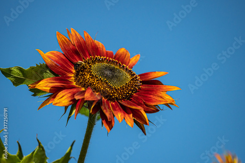 close up of a flaming orange sunflower blooming under blue sky on a sunny day