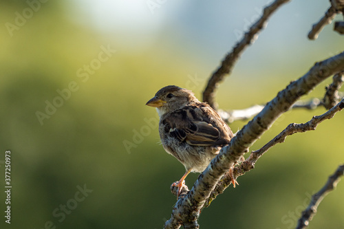 one sparrow bird resting on thin branches on the tree on a sunny day