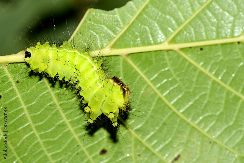 Close up of the old larvae of the green tailed silkworm moth (Bombyx Mandarina) inhabiting wild plants Close up of the old larvae of the green tailed silkworm moth (Bombyx Mandarina) inhabiting wild plants
