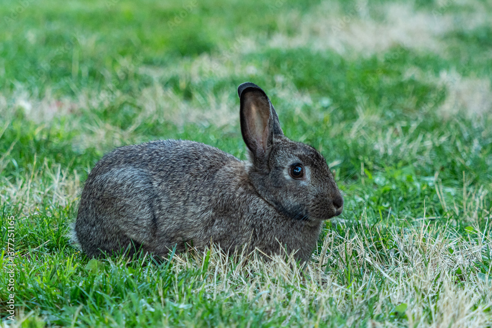 side portrait of a cute bunny sitting on a green grass field with dark grey fur side portrait of a cute bunny sitting on a green grass field with dark grey fur