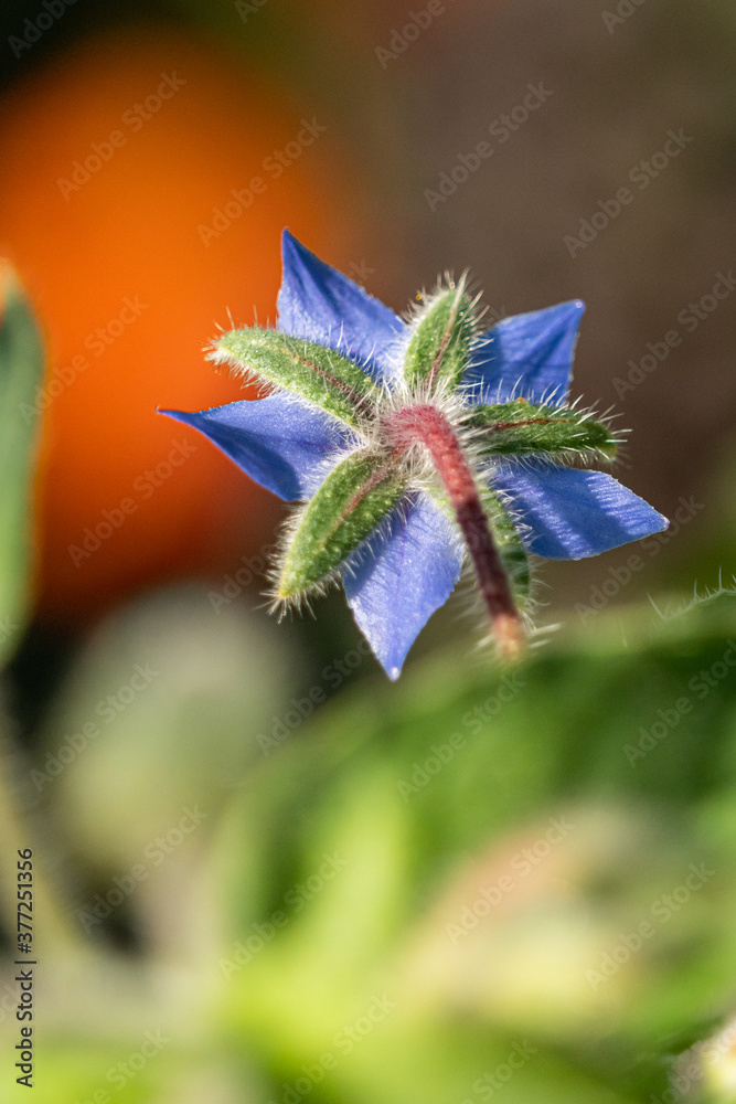 close up of a beautiful purple borage flower blooming under the sun in the garden close up of a beautiful purple borage flower blooming under the sun in the garden