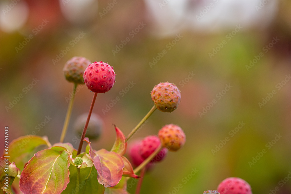 bunch of ball-shaped red barmstedt fruits grown on top of the branch with blurry background bunch of ball-shaped red barmstedt fruits grown on top of the branch with blurry background