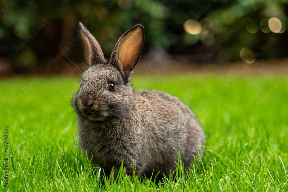 close up of one cute grey bunny sitting on green grass field staring at you close up of one cute grey bunny sitting on green grass field staring at you