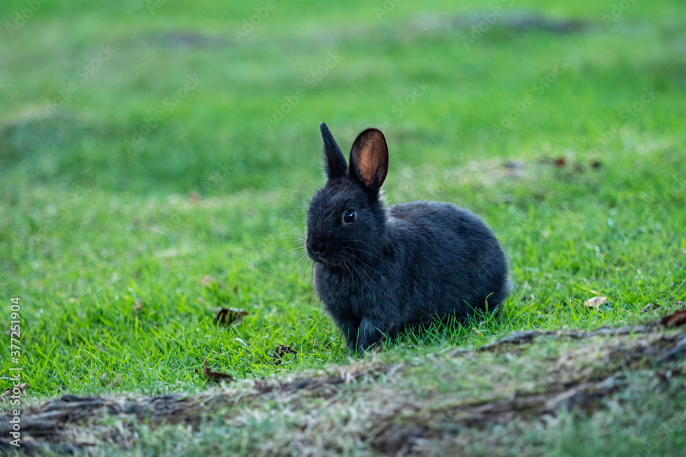Fototapeta premium one cute black bunny sitting behind grass covered tree roots under the shade in the park