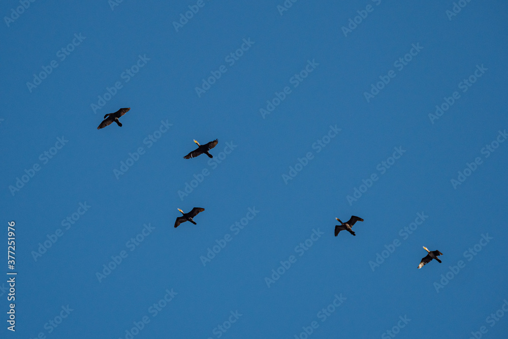 five cormorants flew overhead under clear blue sky five cormorants flew overhead under clear blue sky