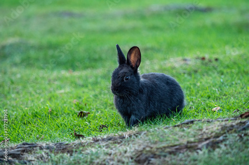 one cute black bunny sitting behind grass covered tree roots under the shade in the park