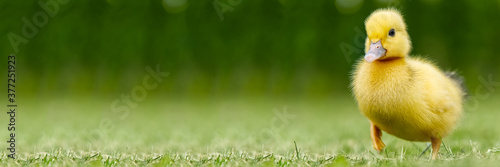 Small newborn ducklings walking on backyard on green grass. Yellow cute duckling running on meadow field in sunny day. Banner or panoramic shot with duck chick on grass.