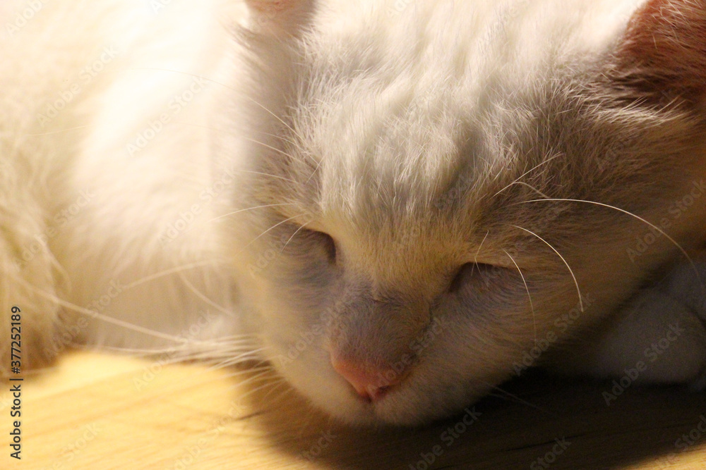 Sleepy cat, in the moment of the night time. Sleepy cat, in the moment of the night time.