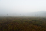 Forest swamp in the predawn dense fog