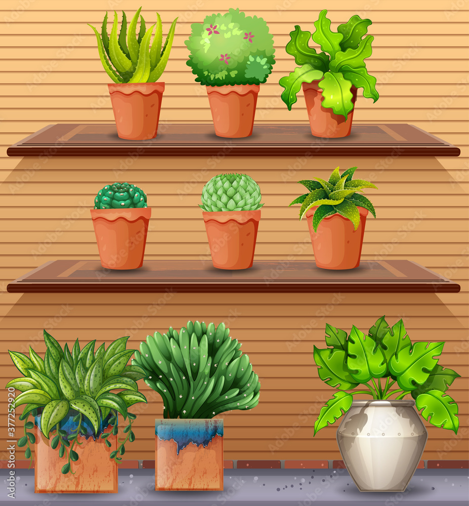 Set of plant on shelves