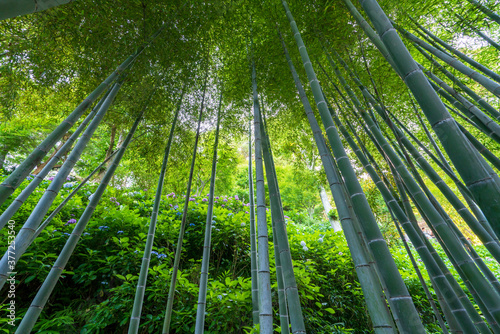鎌倉 長谷寺の竹林