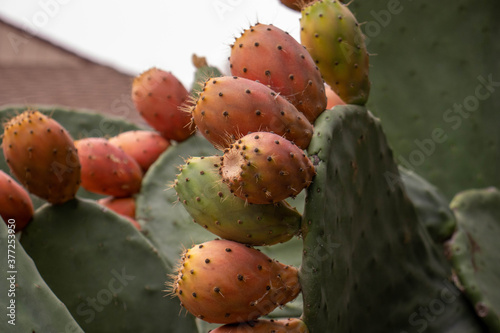 prickly pear cactus
