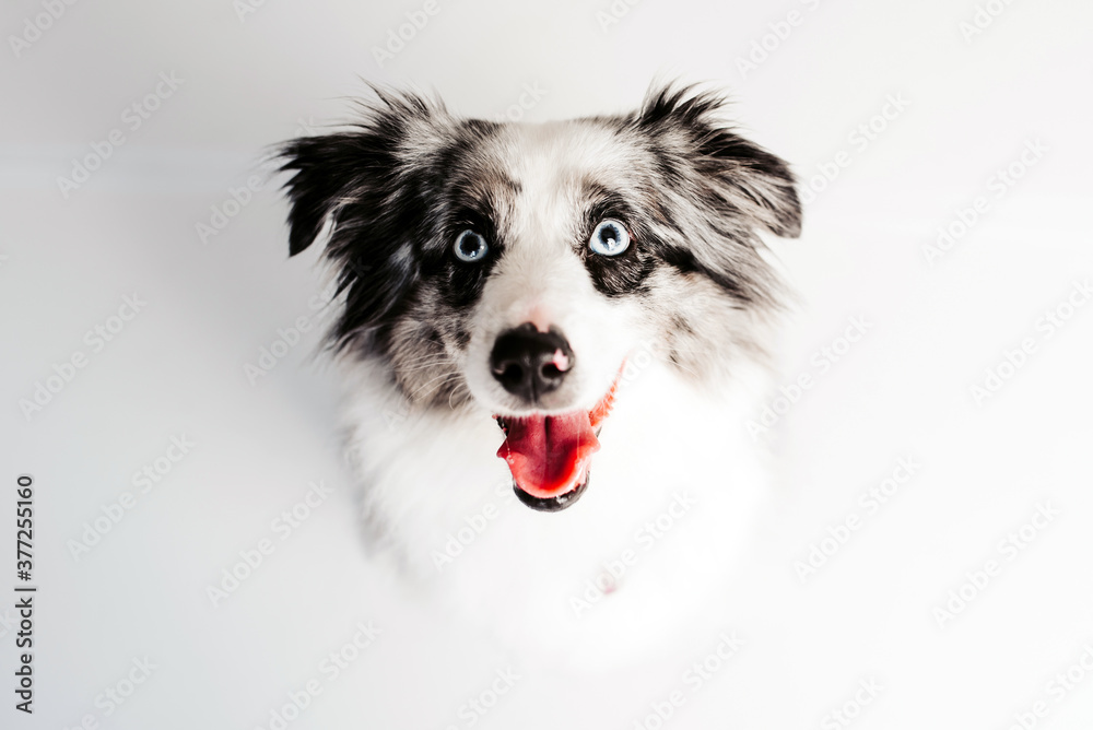 Australian Shepherd. Mini grey and white Aussie with blue eyes portrait