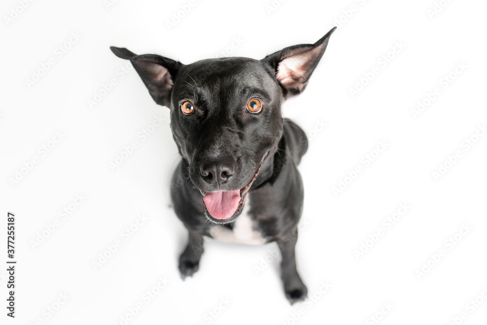 Black and White pit bull terrier on white background and red collar 