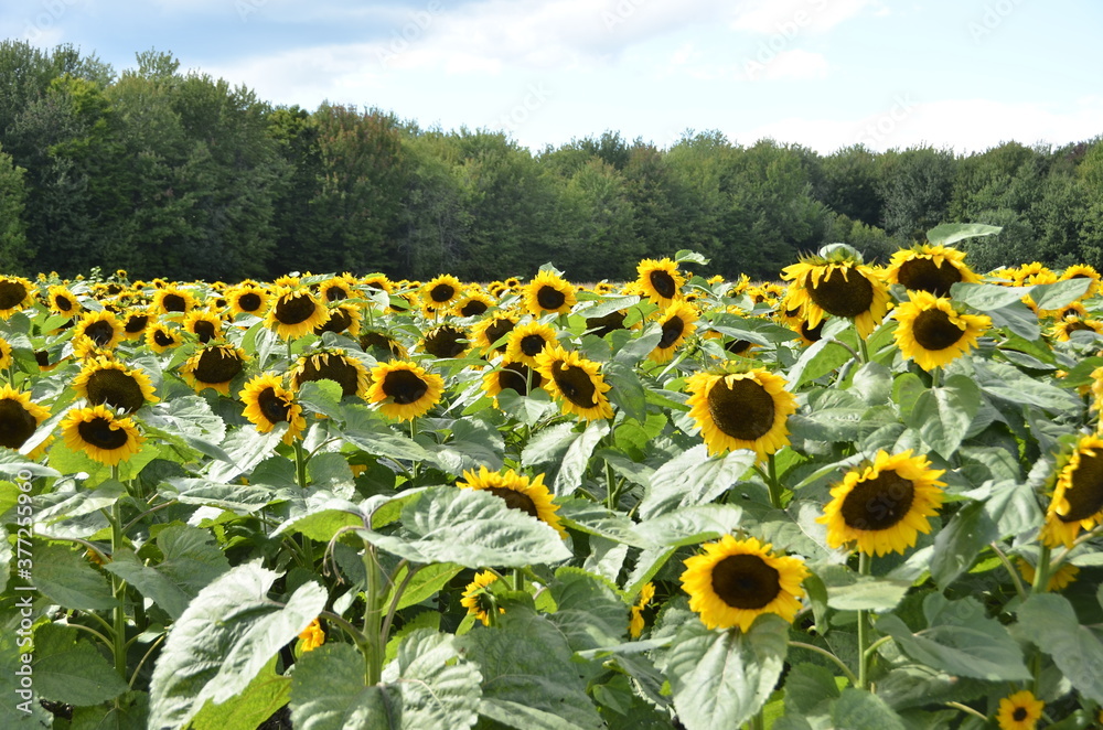 Obraz premium Visite dans un champs de fleurs