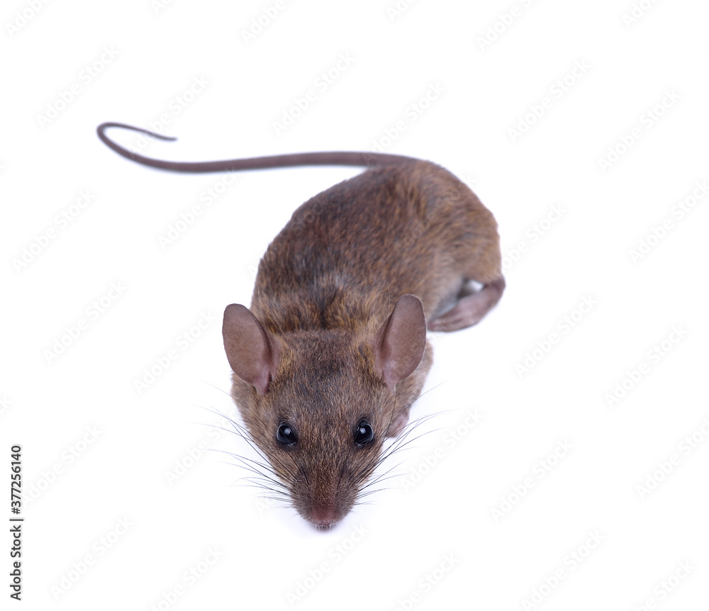 Brown Rat Rattus rattus isolated on white background