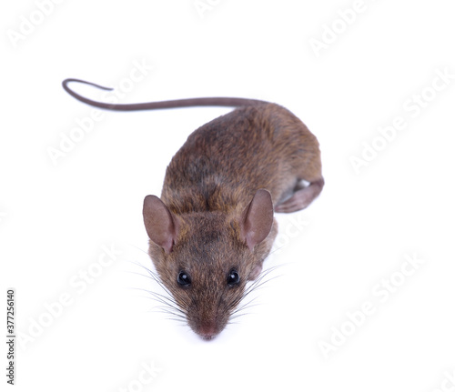 Brown Rat Rattus rattus isolated on white background © nakornchaiyajina