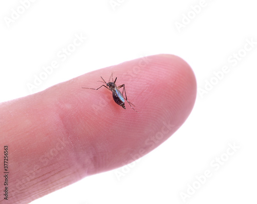 Mosquito bite isolated on white backgrond