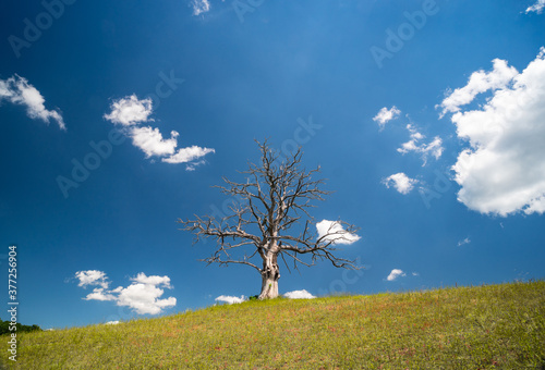 lonely dead dry tree photo