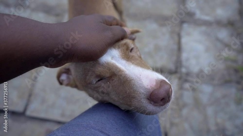 Wallpaper Mural adding brown dog on head Torontodigital.ca