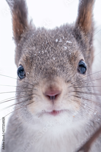 Portrait of a squirrel in winter on white snow background